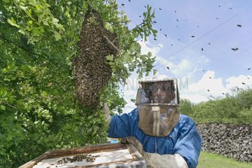 Bienenkeeper sammelt einen Schwarm von Bienen Frankreich