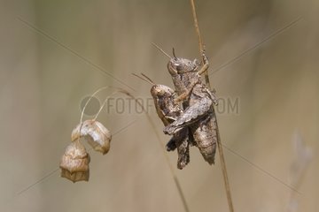 Short-horned Grasshopper mating - Plaine des Maures France