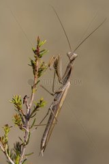 Praying mantis on the lookout - Plaine des Maures France