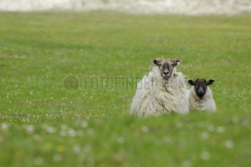 Shetland Lamb and Ewe Ballyconneely Connemara Ireland