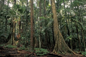 Forêt tropicale humide Queensland Australie