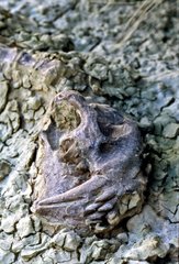 Fossil aus Säbelzahn-Tiger in Clay Oregon USA