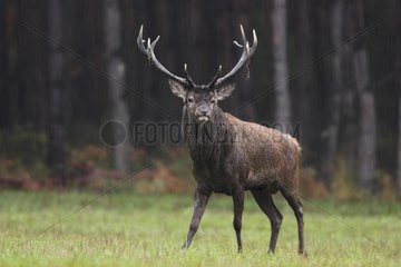 Red Deer male under the rain in a clearing Europe