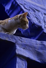 Portrait of a cat lying down on blue small wallJodhpur India