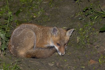 Fox Cub  der vor seinem Höhle abgelegt ist