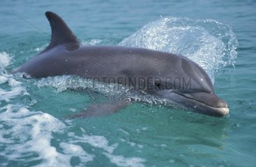 Grand dauphin Roatan Honduras