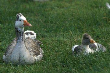 Portrait of a Goose domesticates with crested with its young