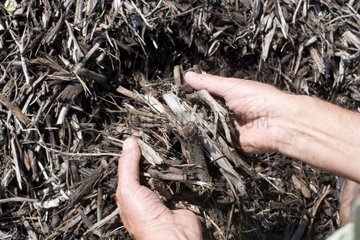Hands in a coarse compost brush