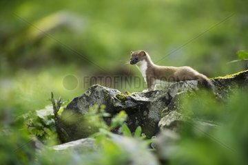 Ermine young playing & looking out on a rock in Aran valley