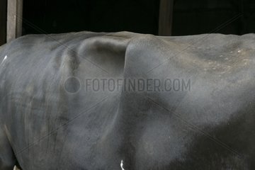 Zustand der FÃ¼llung des Pansen einer Holstein -Kuh Frankreich