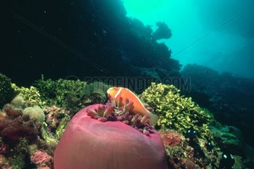 Pink Anemonefish in it sea anemone Australia