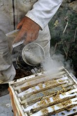 Smoking of a hive at the conservancy apiary of Ouessant
