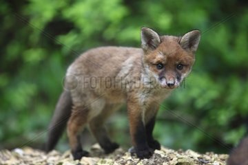 Fox cub out of the burrow Yonne France