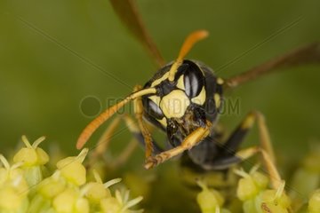 Wasp doing her toilet