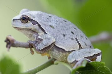 Tree frog on a branch Bulgaria