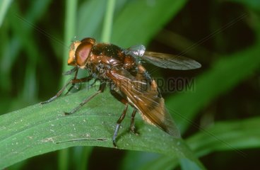 Fliege auf einem Blatt posiert