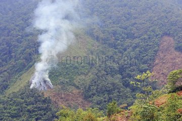 Fire of destruction of the forest Venezuela