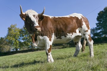 Portrait of an Heifer ferrandaise in the meadow Auvergne