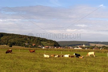 Cows and village of Oltingue in Sundgau in Alsace