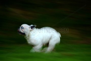 French bulldog running in the grass France