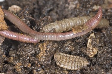Insects and worms in compost France