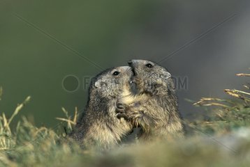 Two young Alpine Marmots raised face-to-face France
