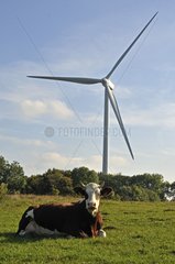 Windmill and Montbeliarde cow Lomont massif Jura France