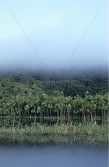 Mist over the marsh-side jungle marsh French Guiana