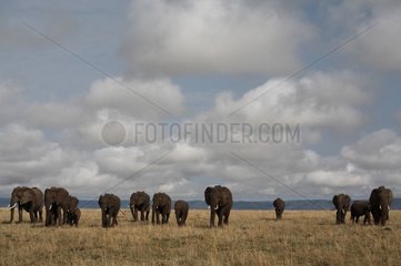 African elephants walking in savanna Masaï Mara Kenya