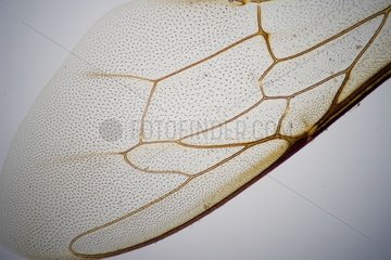 Wing of Honey bee in optical microscopy