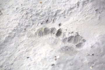 Spuren von eurasischen Dachs Ise in Frankreich