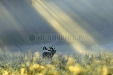 Red Deer stag roaring under sunlight Denmark