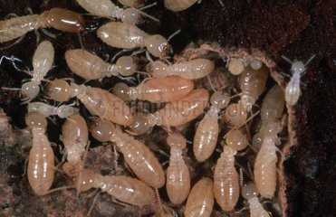 Termites lucifuges mangeant du bois