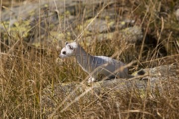 Ermine moulting in autumn on a rock Haute Savoie France