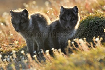 Arctic fox cubs at burrow's entry in the tundra Canada