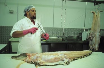 Ecorchement d'un Crocodile dans une boucherie spécialisée
