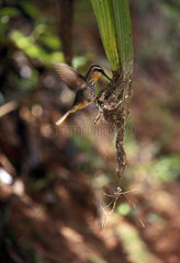 Humming-bird  brazilian name: beija-flor-grande-do-mato (Ramphodon naevius) in its nest. Atlantic rainforest  Brazil.