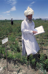 Man checking the plants in a fruit nursery  Afghanistan