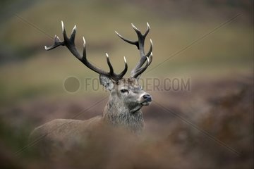 Portrait of a Male Red deer United-Kingdom