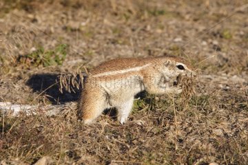 South African ground squirrel picking up dry grass Etosha