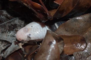 Head of a Worm Lizard crawling on the floor French Guyana