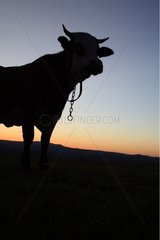 Silhouette of a cow in the meadow at sunset France