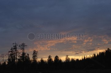 Himmel des finnischen Waldes im Twilight Kainuu Finnland
