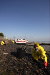 Cleaning of oil pollution on reed bed of Loire river estuary