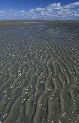 Ondulations sur une plage PN Mer des Wadden Allemagne