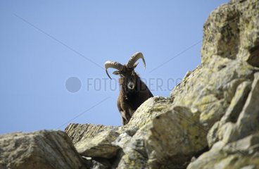 Mouflon sheep in autumn NP Mercantour France