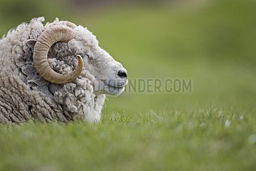 Shetland sheep lying in the grass Unst Island Shetland