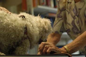 Hund auf Tierarzt und alte Dame