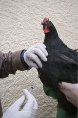 Vaccination d'une Poule noire contre la Grippe aviaire