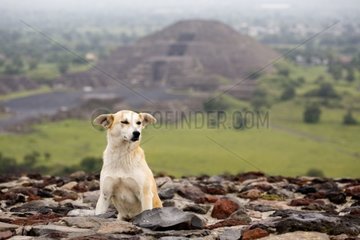 Dog drowsing at the top of an Aztec pyramid Mexico
